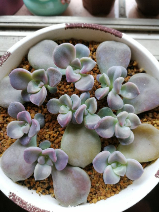 他养多肉10多年,总结出9个易出“高价老桩”的品种,适合新手