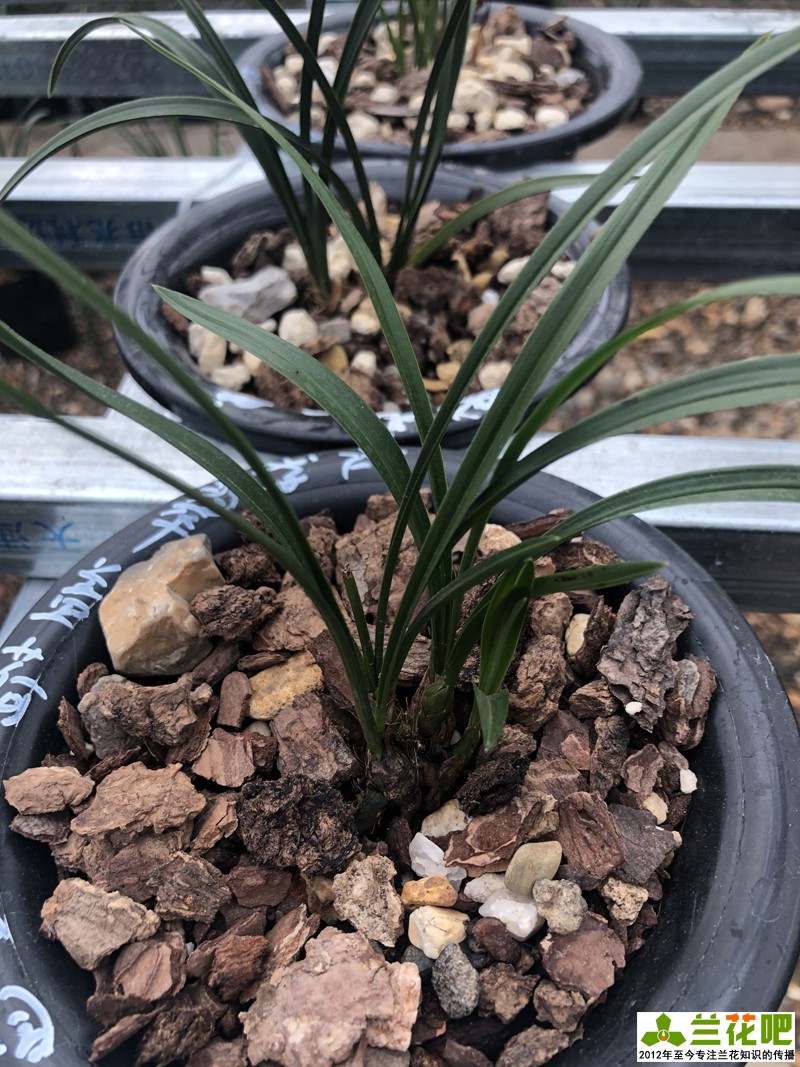 种兰花最好用什么植料,种兰花要用什么保湿