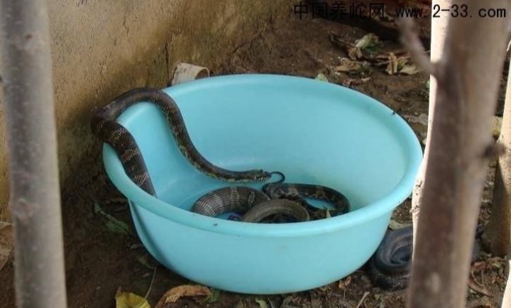 蛇类养殖如何避免蛇吃蛇,蛇类养殖
