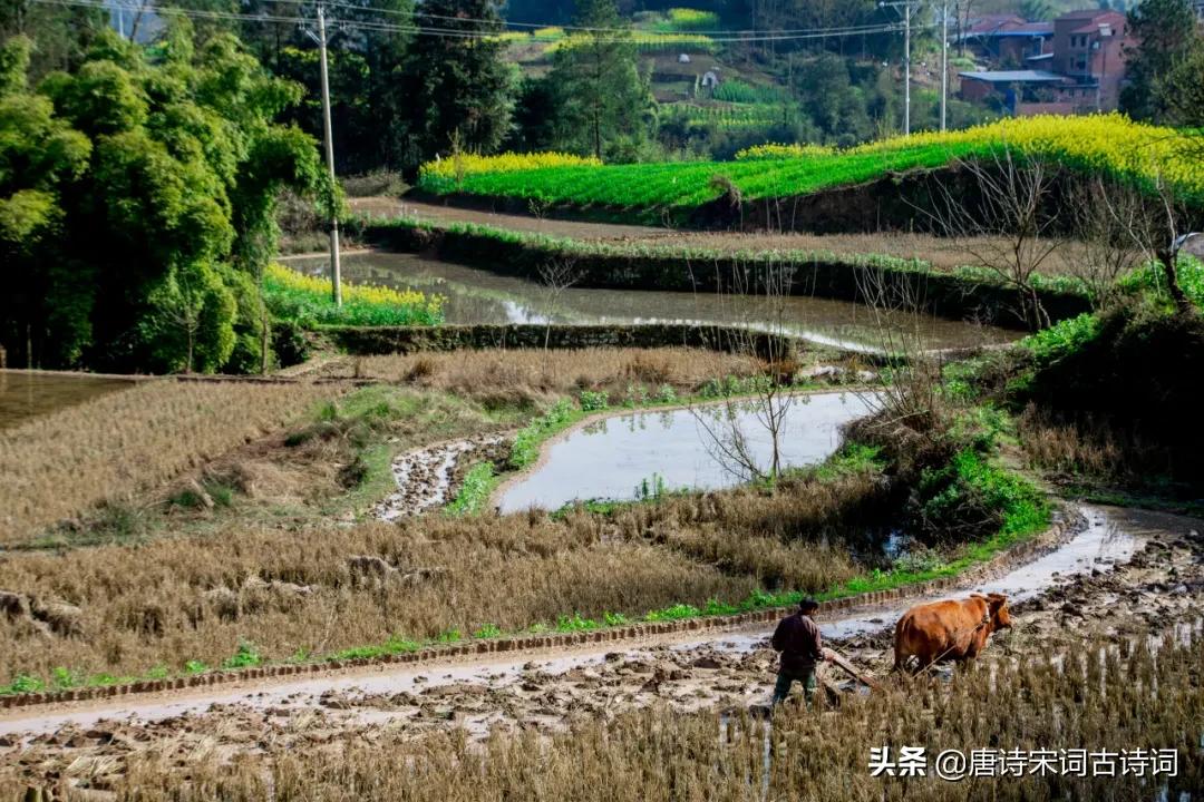 老翁七十犹强健,没膝春泥夜叱牛