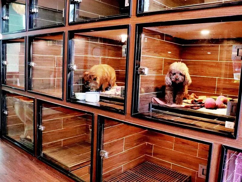 山西太原宠物寄养中心,太原宠物家庭寄养行业