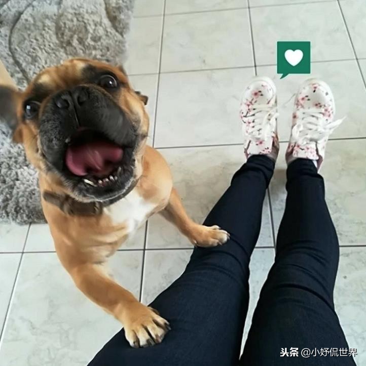 能闻到狗狗的体香,狗狗有哪些东西不能闻