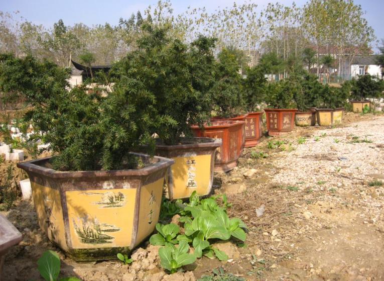 夏季红豆杉叶子发黄枯萎还能救活,红豆杉叶子发干怎么办