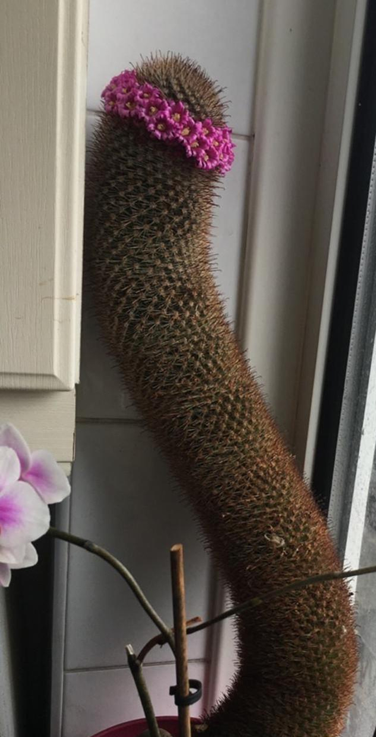 仙人球金刚丸怎么养,猩猩丸仙人球越来越小