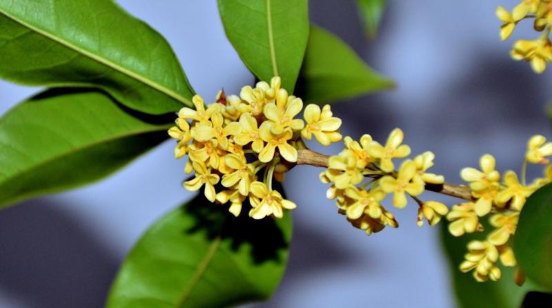 全球最美十种花,世界公认的九大最美花