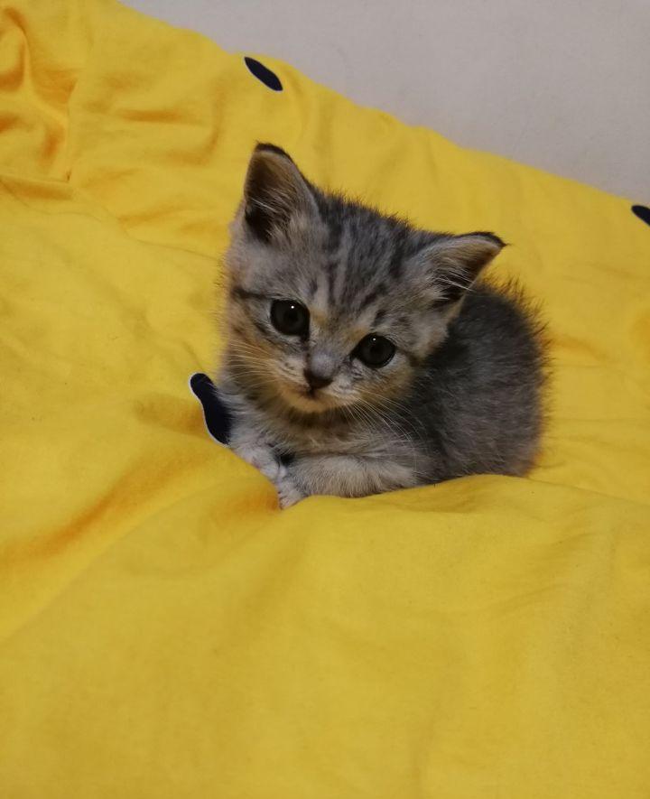 英短1200元靠谱吗,一千元的英短靠谱吗