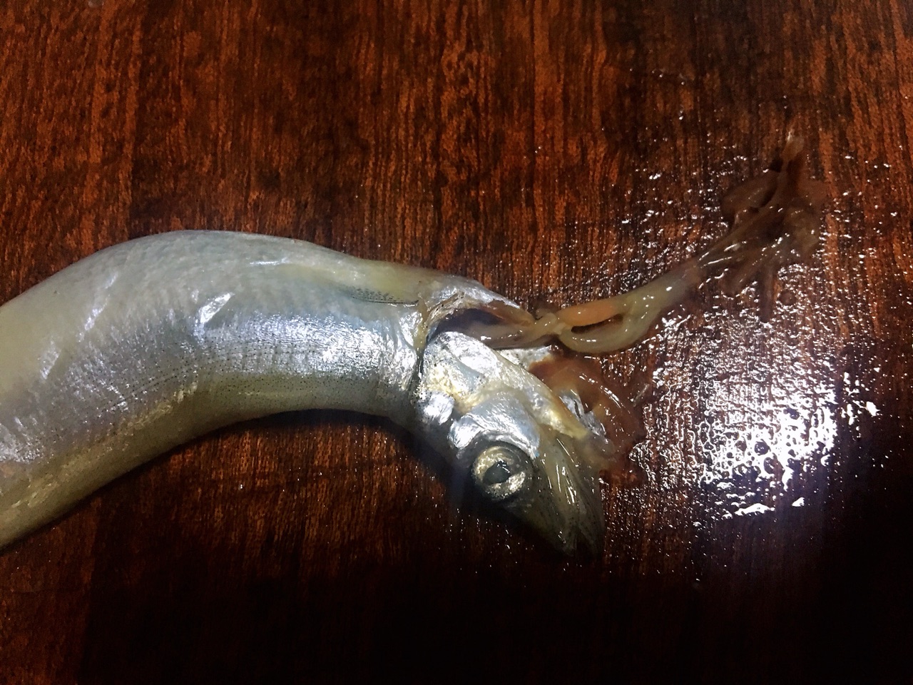 烤多春鱼做法大全,烤多春鱼正宗做法