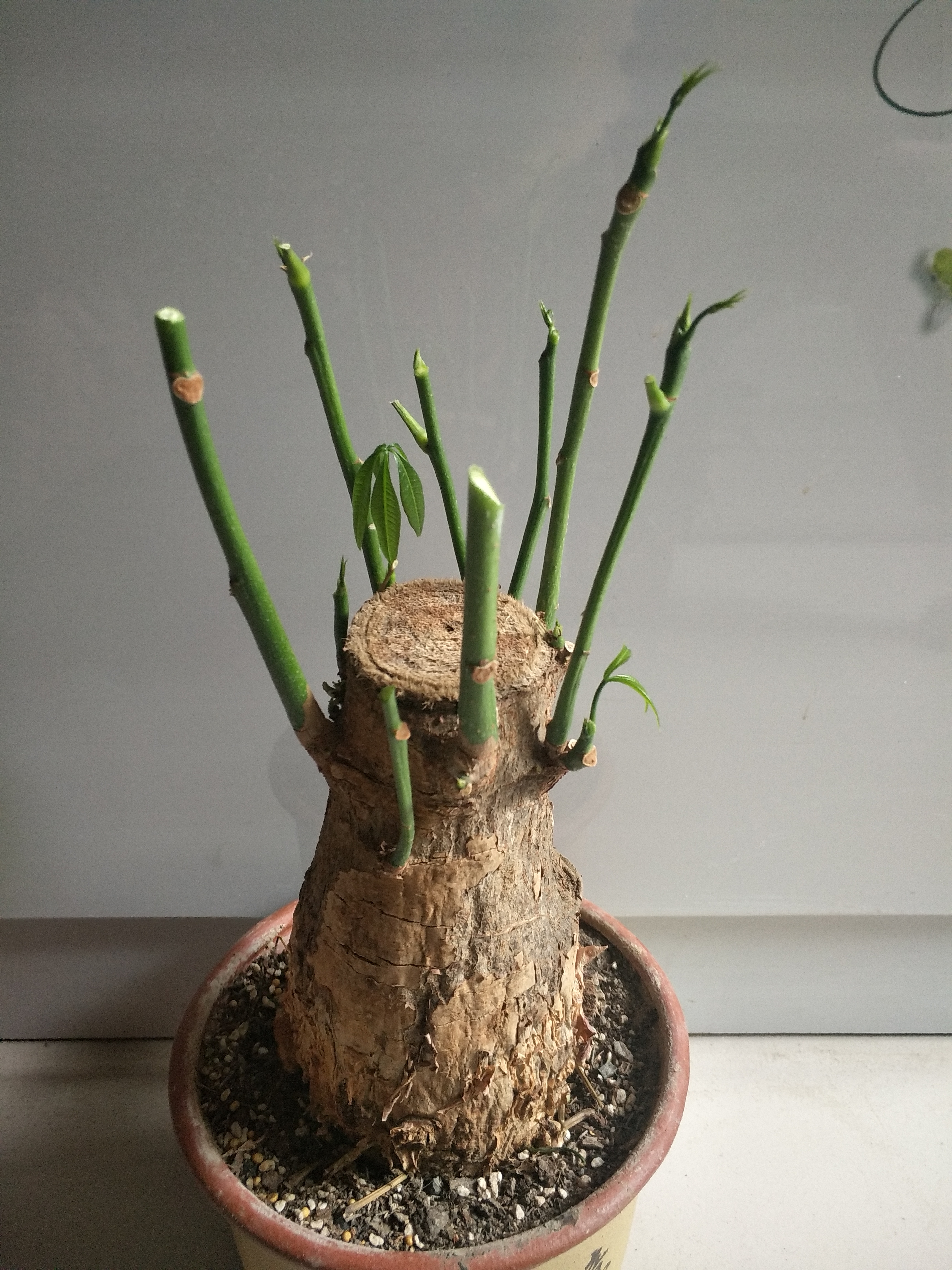 发财树冬天怎么养不掉叶不黄叶,冬季发财树枝叶枯萎要不要剪掉