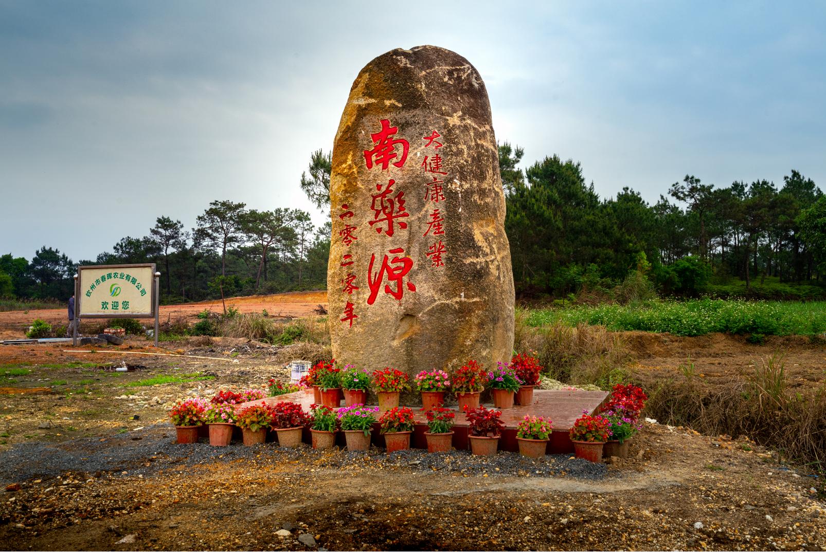 五指毛桃产业钦州,钦州灵山五指毛桃收购