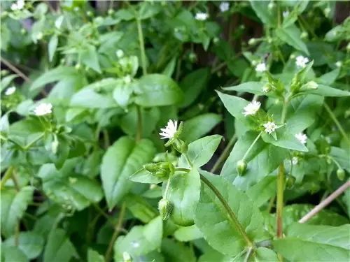 那些常见却叫不上名字的野花野草,常见的野花野草却是农家之宝