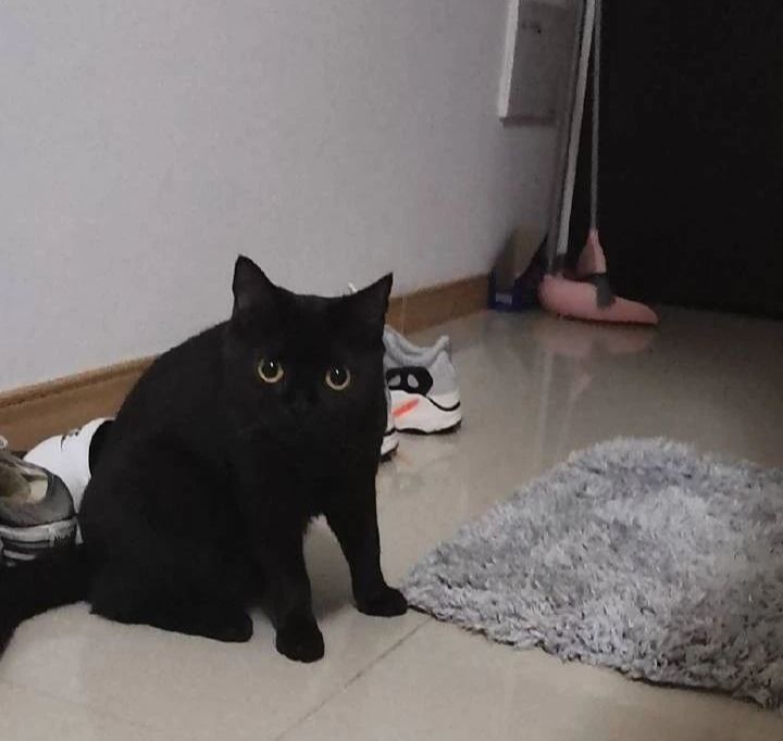 黑猫不吉利是谁说的,黑猫不吉利是真的吗