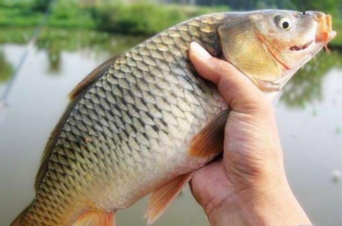 野钓用特效饵,五种逆天钓饵骨灰级钓友一定用过