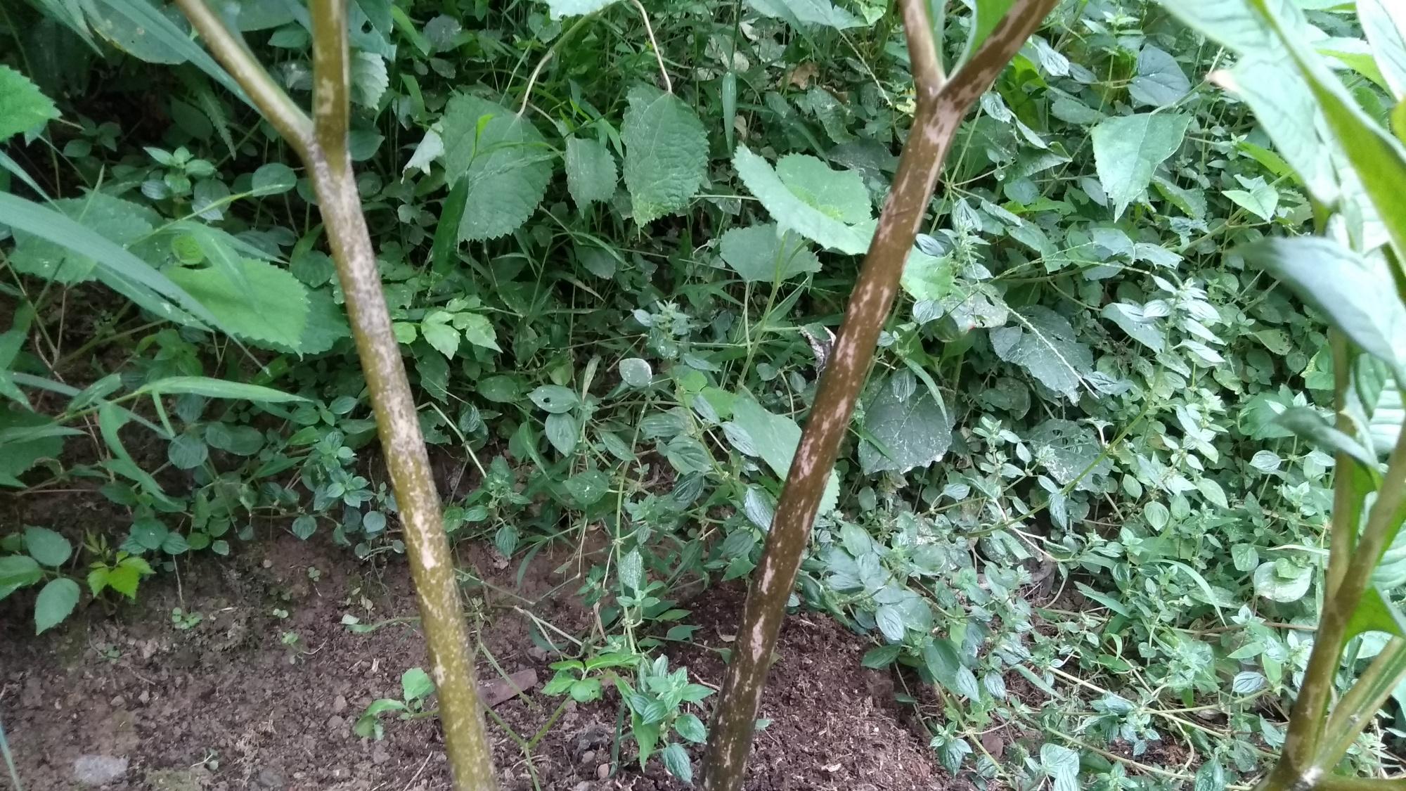 植物做豆腐的原理和方法,农村有种植物果实可以做豆腐