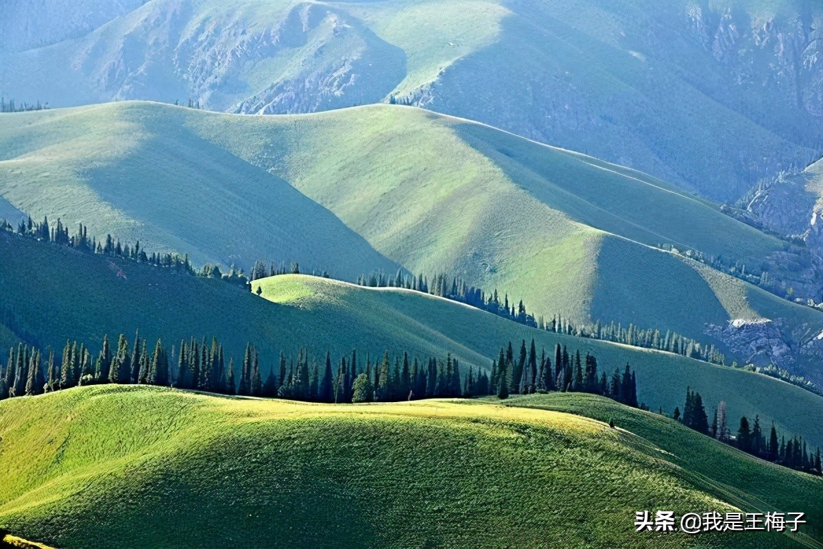 新疆什么品种的苹果最好吃,苹果的祖先在哪里