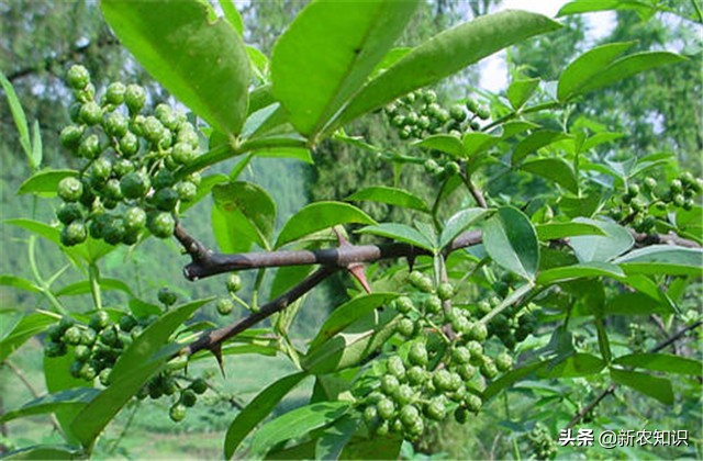 花椒病虫害的生物防治措施学习班,花椒种植管理技术与病虫害