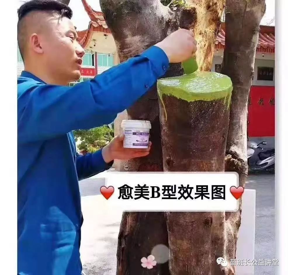 园林树木养护管理的主要措施,园林树木整修修剪的注意事项