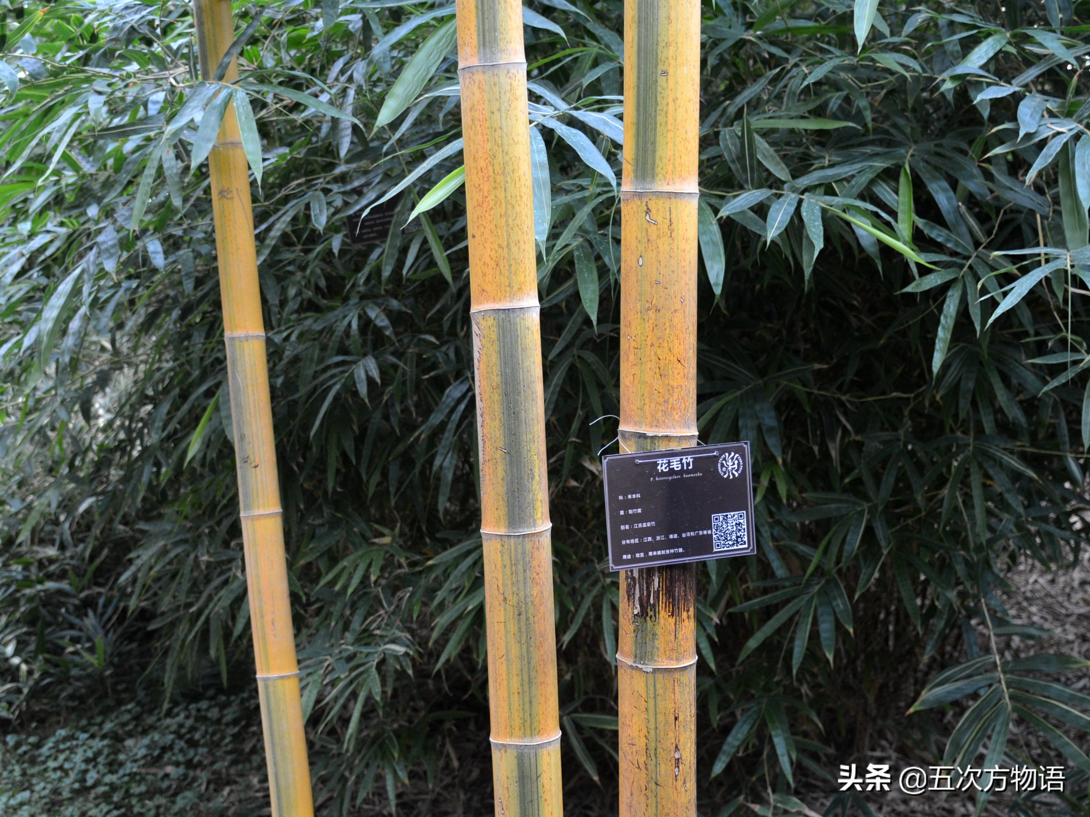 竹子草本植物还是木本植物,竹子是草本还是木本才能开花