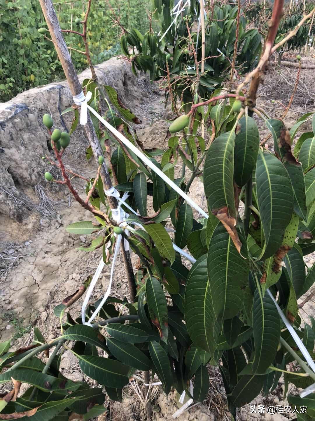 为了解决种植芒果朋友遇上的难题,马上做出芒果病害解决方案