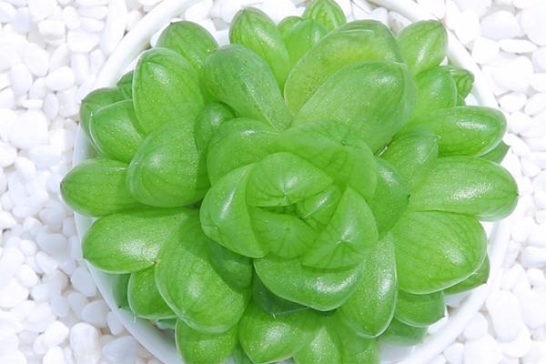 多肉植物樱水晶怎么养,樱水晶多肉冬天怎么养