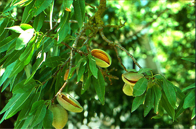 杏仁的种植方法和管理,杏仁种植的方法