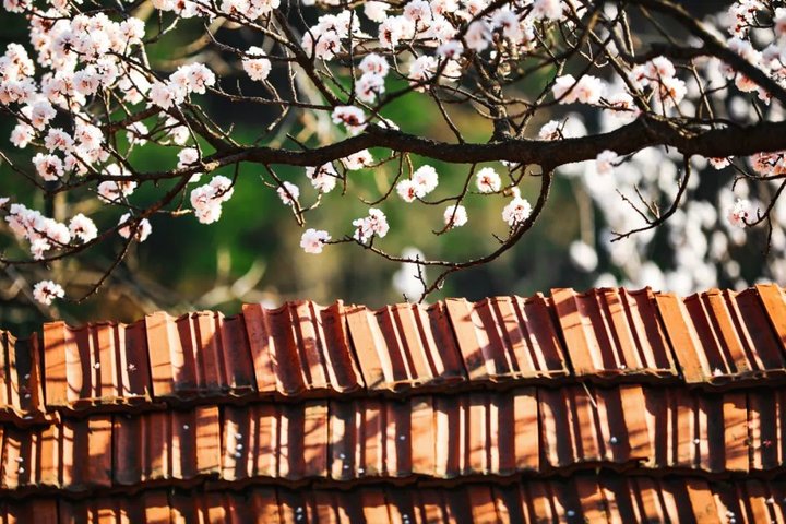 日照最美桃源,寻找最美春天日照惊艳全城