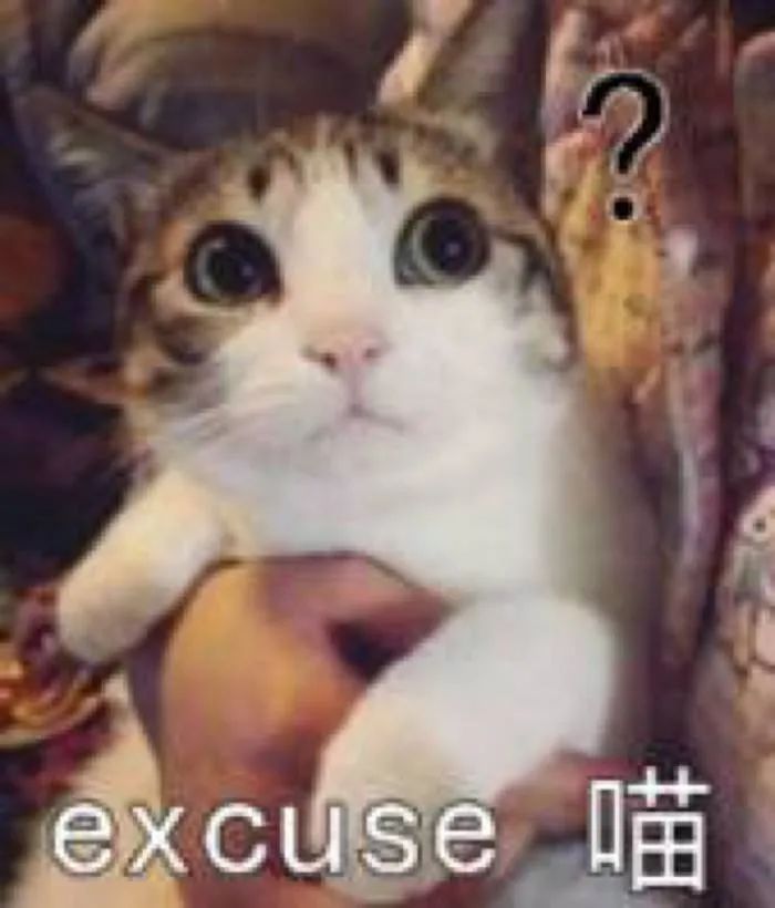 我们一起“拼猫”好不好?乖巧的时候归我,撒泼的时候归你