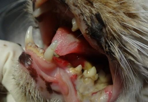 猫口臭还流口水不吃东西是什么病,猫嘴巴流黄色液体口臭