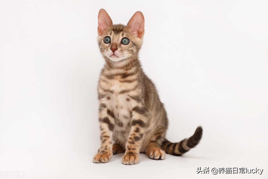 盘点那些非常好看的猫,盘点世界上最好看的猫