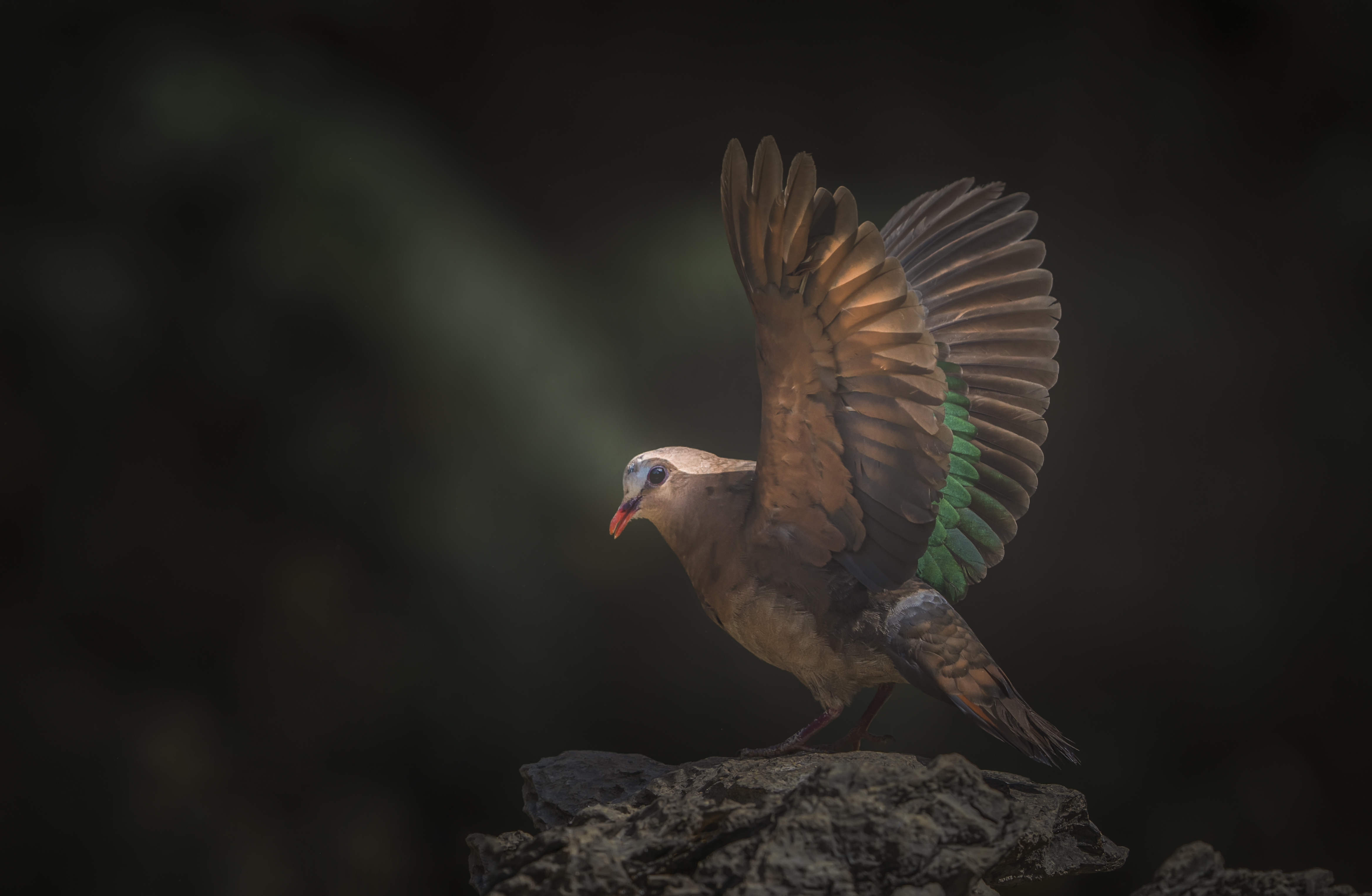 东江揽胜,惠州淡水常见鸟类图谱