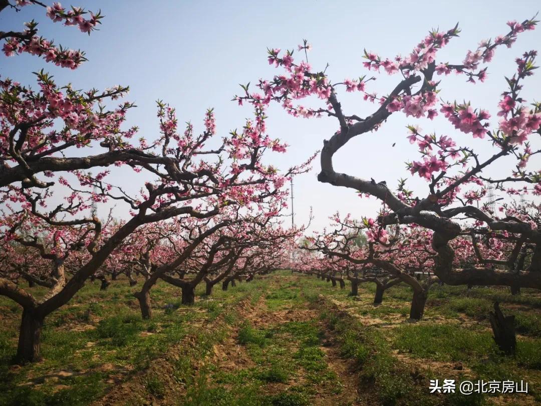 春天房山赏花的地方有哪些,房山赏花攻略