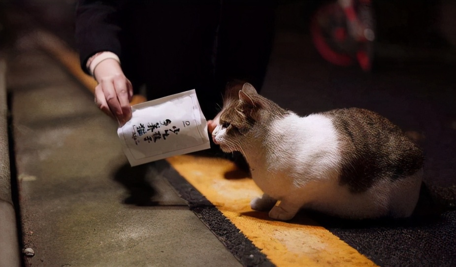 猫可以治疗抑郁症,养猫能治疗抑郁症吗