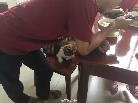 冲动下养猫，你和你的猫现在是怎样的生活？