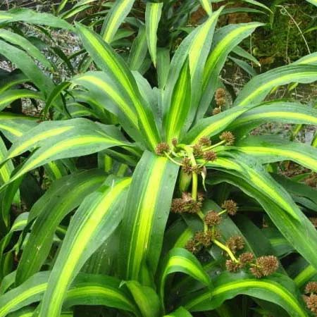 全部金木水火土五行五系植物介绍,五种植物代表五行