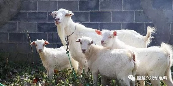 浅谈霉菌毒素对养殖业的危害