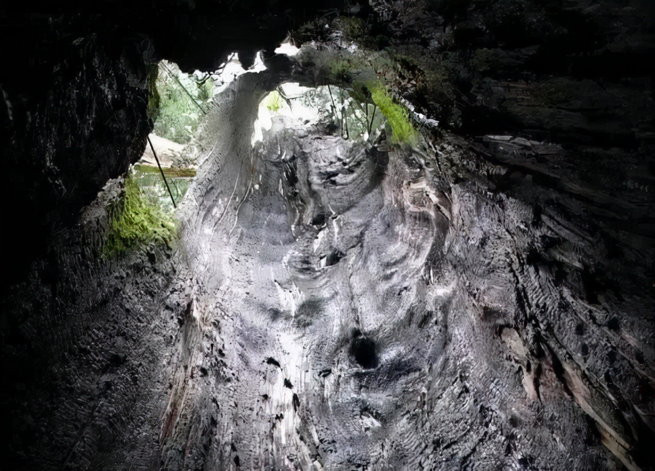 空心老树保护与养护措施,为什么老树空心也能活