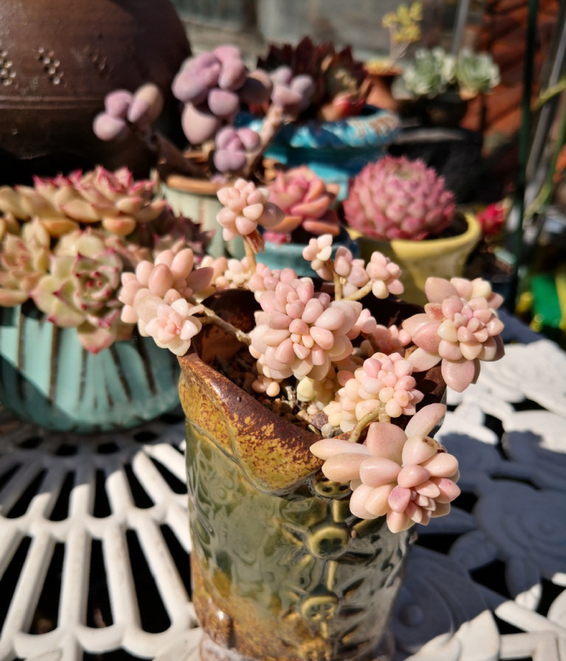 他养多肉10多年,总结出9个易出“高价老桩”的品种,适合新手