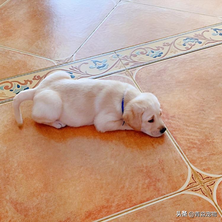 宠狗注意事项,宠兽小知识大全