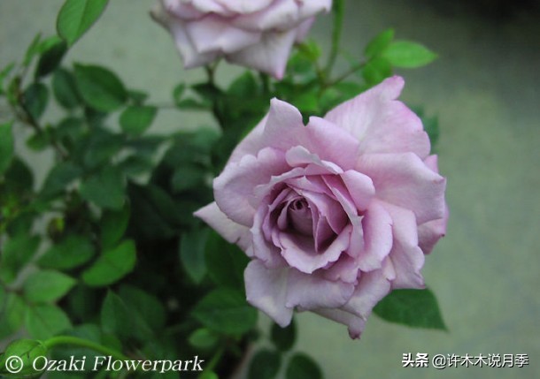 稀有月季蓝色妖姬,颜色比较稀有月季有哪些品种