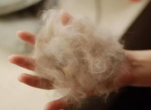 掉毛季衣服上的猫毛怎么清理,掉毛猫怎么打理