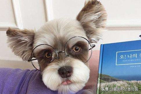 高颜值肌肉奶狗,什么样的小奶狗最可爱