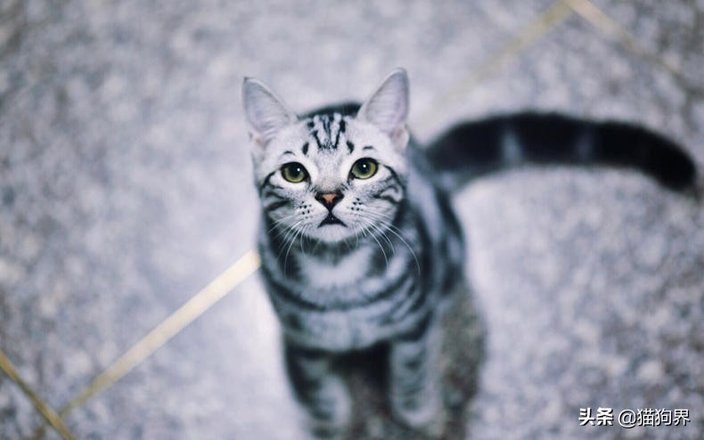 猫咪总是吃土是什么原因,猫咪老是吃头发怎么解决