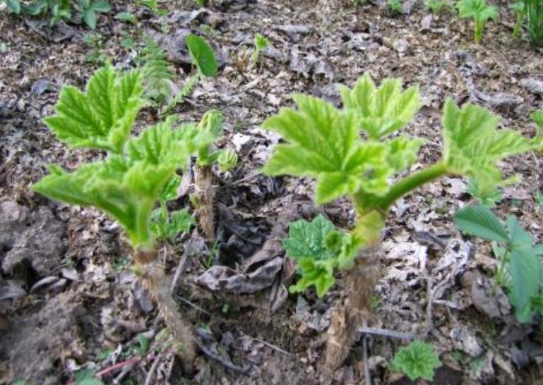 表叔阳台上养人参，管理省心，乐趣多，学会了可大面积种植