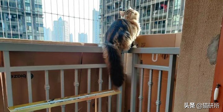 高层养猫到底要不要封窗,封窗养猫