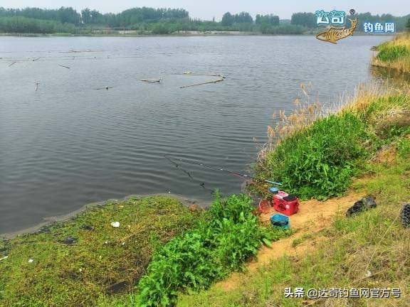 用玉米钓野生鲤鱼,手竿钓鲢鱼没有口