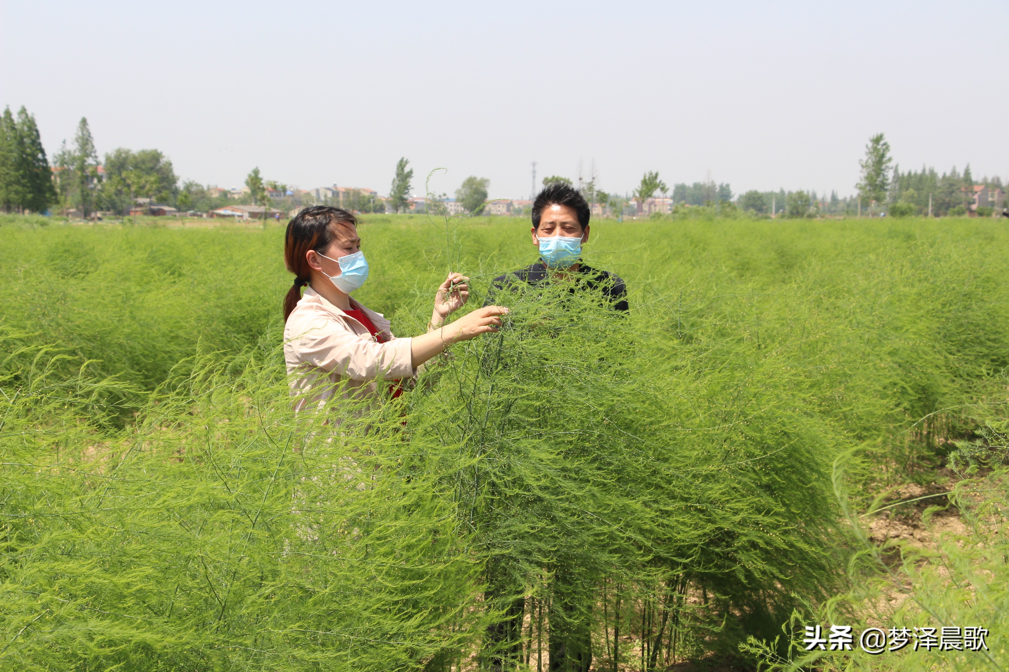 赣州芦笋基地,最新芦笋产业基地