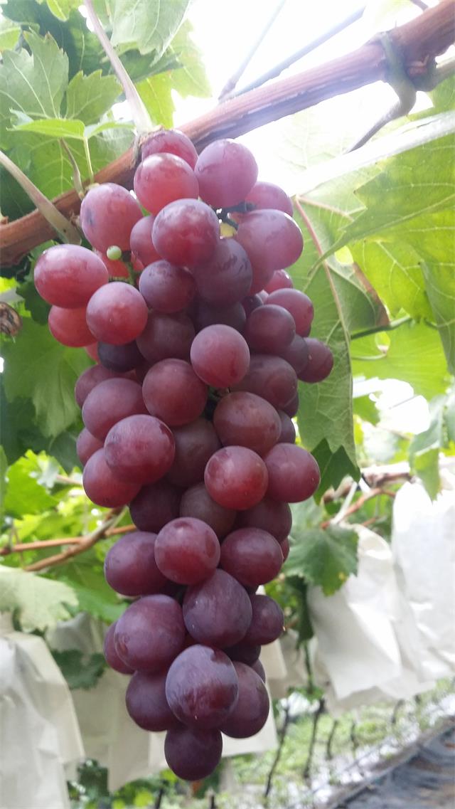 北京四季青西山采摘观光园,尽享采摘时光