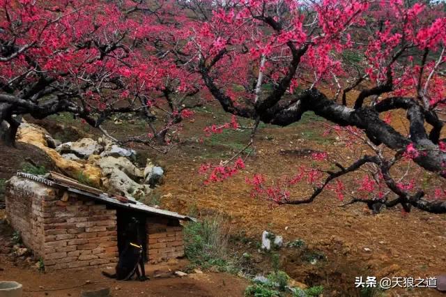 行摄美景东湖樱花园,行摄春天