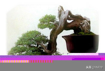 丛林式盆景欣赏,盆景欣赏及制作