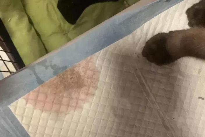 猫咪呕吐带血是咋回事,猫咪呕吐带毛怎么办