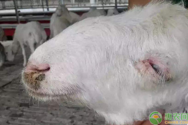 羊得口蹄疫好了后还会得病么,羊口蹄疫从发病到结束多少天